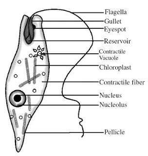 Junior Intermediate Zoology Unit - V Important Questions for 4 Marks