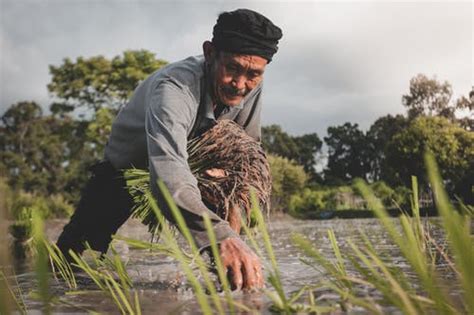 Philippines as World's Largest Rice Importer—USDA