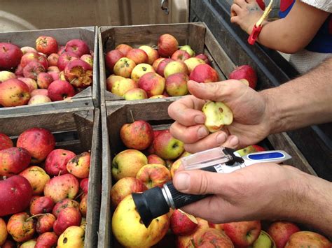 Growing Apples For Cider | Eve's Cidery