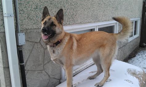 Akita Shepherd (Akita x German Shepherd Mix), Temperament, Puppies ...