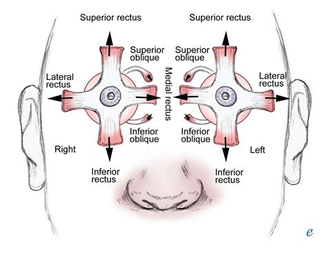 Movement of the eye nasally is adduction; temporal movement is abduction. Description from ...