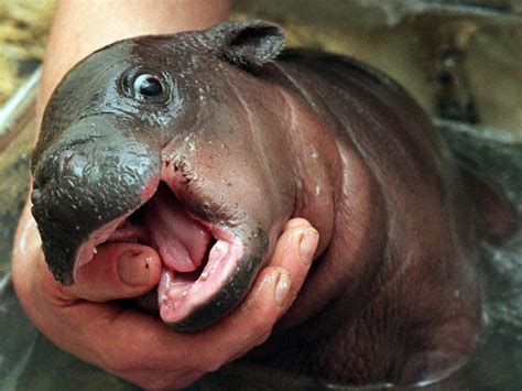 21 Baby Hippo Pictures That Will Make You Smile In Ways You Never Knew Possible