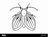 Black And White Moth Fly Insect Clipart Coloring Page Of A  sketch template