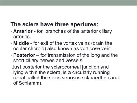 Anatomy of sclera