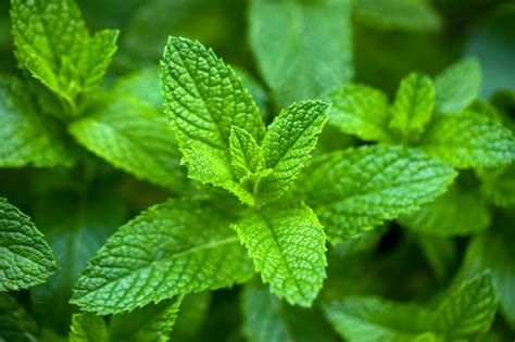 Types Of Mint Plants: How To Grow And Use Popular Mint Varieties