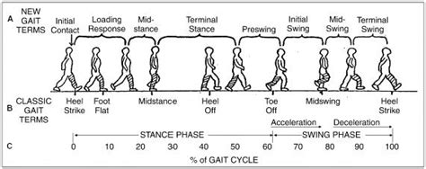 Gait Cycle - Foot & Ankle - Orthobullets