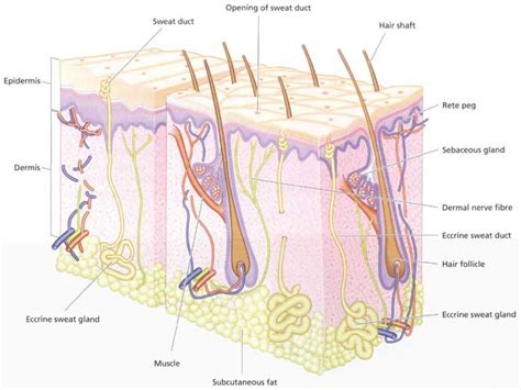 skin functions and functioning, human skin functions, Nancy K. Brown ...