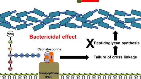 Cephalosporins: Introduction, Structure, Classification, Mechanism of Action, and Side effects