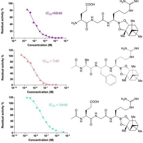 Cascade of biochemical events starting with proenteropeptidase ...