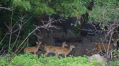 Herd of Deer Spotted on Shamirpet Deer Park Stock Image - Image of ...