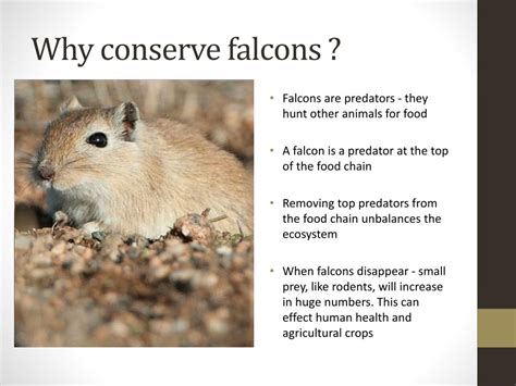 PPT - Falcon Conservation PowerPoint Presentation, free download - ID ...