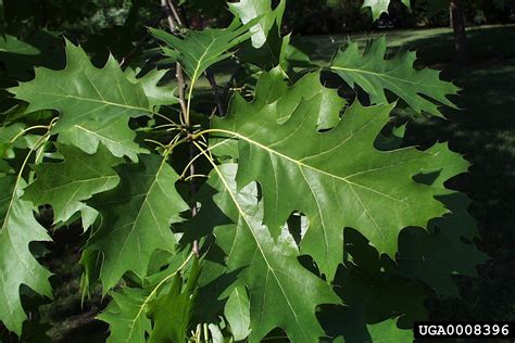 northern red oak (Quercus rubra)