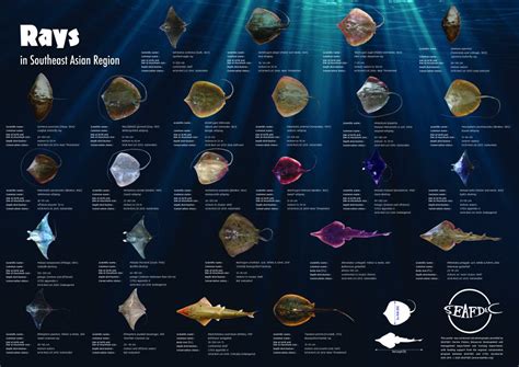 New guides to bolster shark and ray research and species identification ...