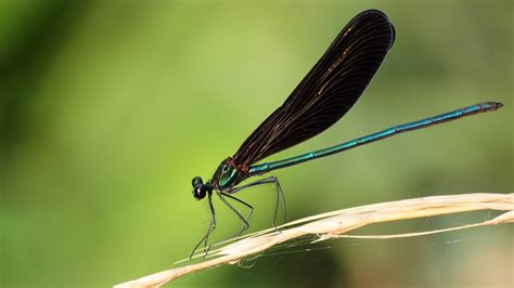 3840x2160 resolution | close up photo of green and black dragonfly HD ...