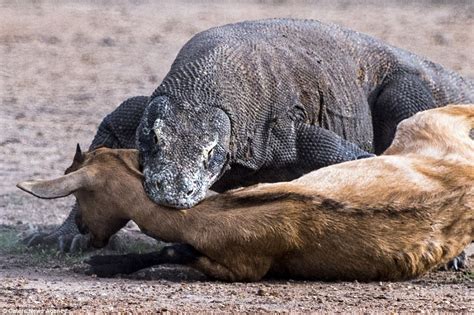 Pair of Komodo dragons catch and kill an unsuspecting goat in Indonesia ...