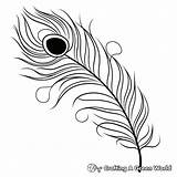 Peacock Feather Coloring Pages  Free & Printable sketch template