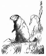 Free Groundhog Coloring Pages sketch template
