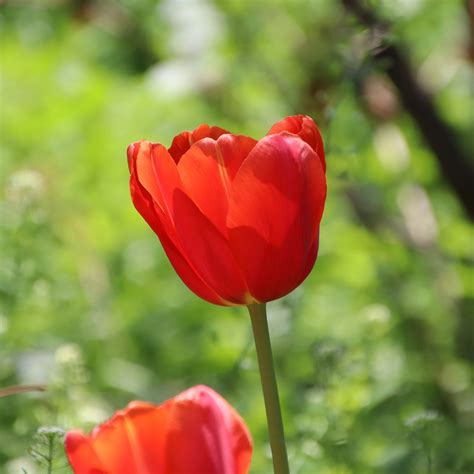 Bunga Tulp Tulip Merah - Foto gratis di Pixabay - Pixabay