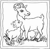 Goat Coloring Book  Easy And Fun Pages For Kids Made sketch template
