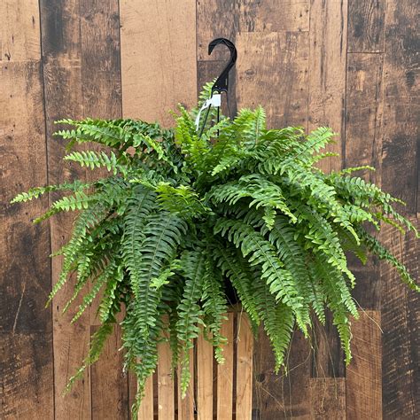 10" Boston Fern Hanging Basket - TERRA Greenhouses