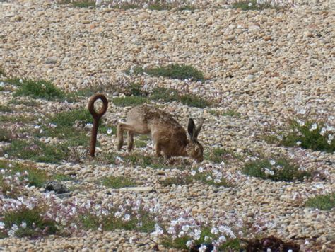 Fleet Explorer | Dorset Wildlife Trust