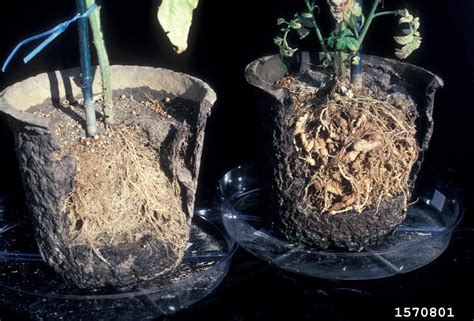 Southern root-knot nematode (Meloidogyne incognita)