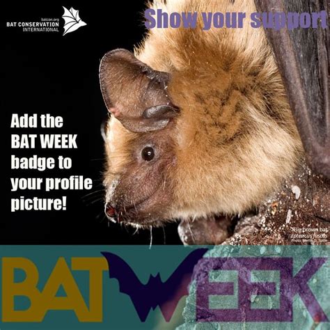 Bat Conservation International on Twitter | Bat conservation ...