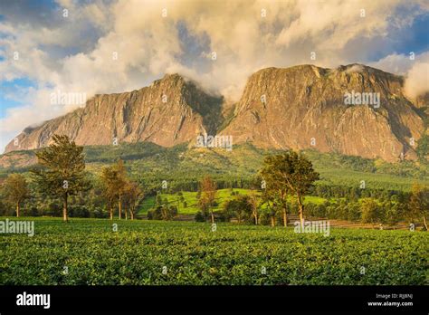 Tea plantation at Mount Mulanje, Malawi Stock Photo - Alamy