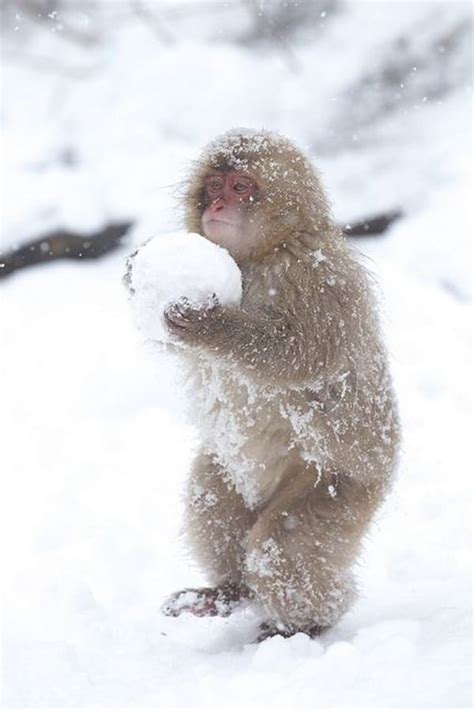 60 Beautiful Pictures of Animal in the Snow