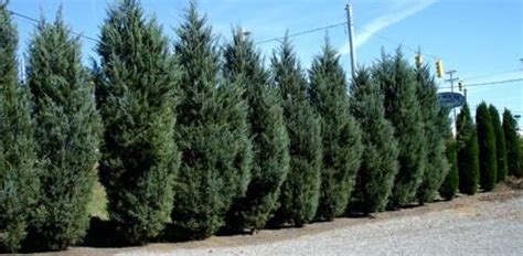 Best Windbreak Trees for Privacy and Wind Protection (2023)