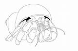 Free Printable Hermit Crab Coloring Pages For Kids sketch template