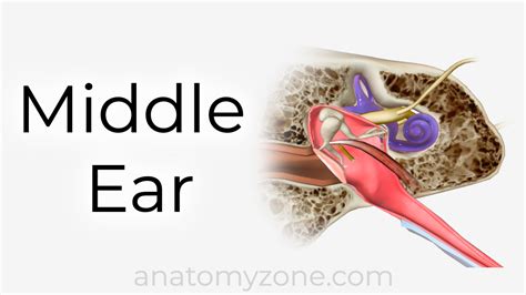 Middle Ear - Ossicles, Boundaries, Eustachian Tube