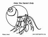 Hermit Crab Coloring Page sketch template