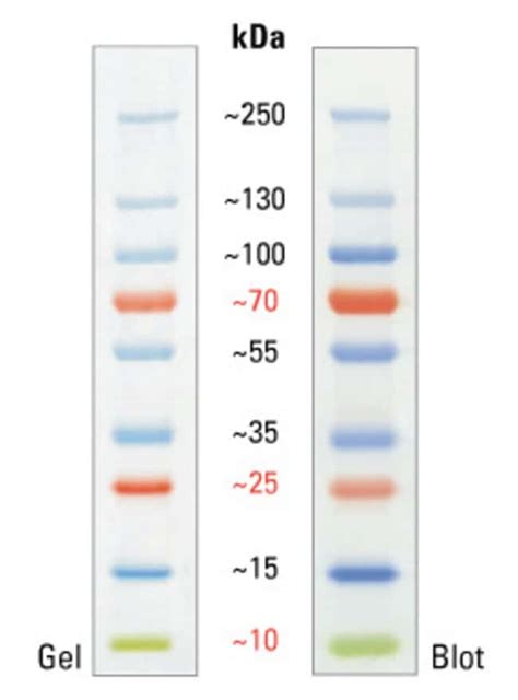 PageRuler™ Plus Prestained Protein Ladder, 10 to 250 kDa 2 x 250 µL - 炼石商城