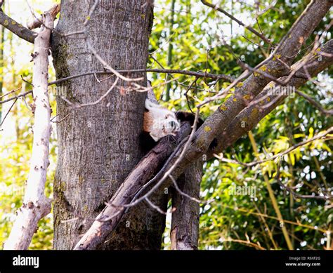 Sleeping baby red panda over a tree Stock Photo - Alamy