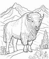 Premium Vector  American bison In The Wild coloring Page sketch template