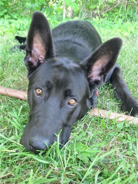 German shepherd puppy ears, Black german shepherd, German shepherd lab mix