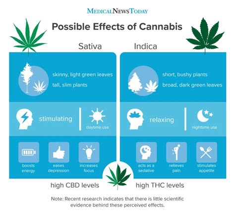 Indica vs. sativa: What's the difference?