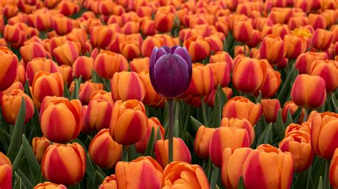 tulips, flower bed, contrast, flowers, orange, purple, 4k HD Wallpaper