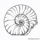 Nautilus Coloring Pages  Free & Printable sketch template