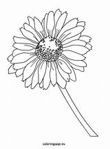Gerbera Daisy Coloring Pages At GetColoringscom  Free Printable sketch template
