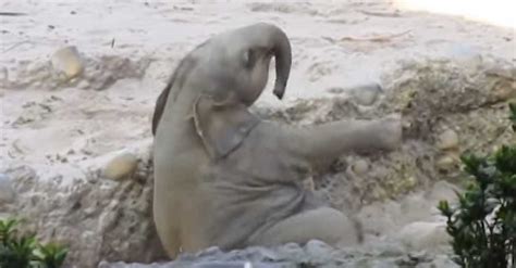 This Baby Elephant Cries Out For Help. Who Comes To The Rescue? AMAZING ...