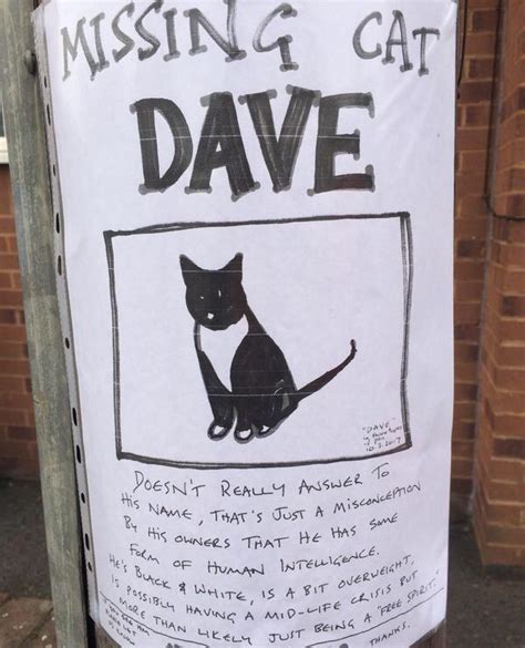 A missing cat sign at the bottom of my street. : r/funny