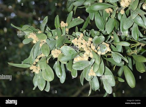 Blackwood Acacia melanoxylon Stock Photo - Alamy