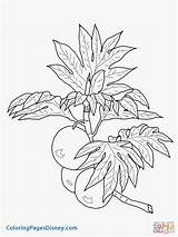 Grapefruit Drawing At GetDrawings  Free Download sketch template