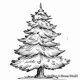 Pine Tree Coloring Pages  Free & Printable sketch template