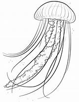 Jellyfish Coloring Page For Children Medusa Printable Image sketch template