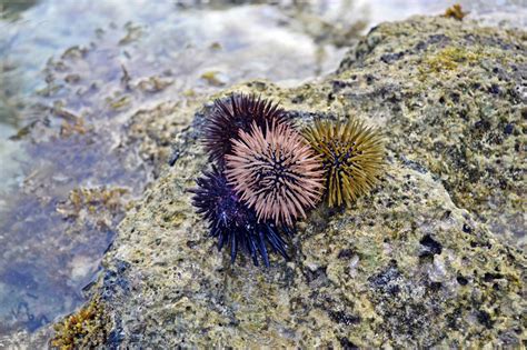 Free Images : rock, spiral, invertebrate, seashell, eye, sea urchin, worms, echinoderm, marine ...