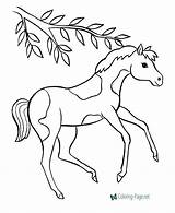 Baby Pony Coloring Page sketch template