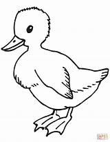 Coloring Duckling Pages Cute Printable Ducks Drawing Paper Categories sketch template